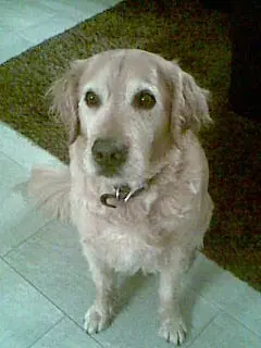 Condolence image of Micha mit Cäsar im Herzen