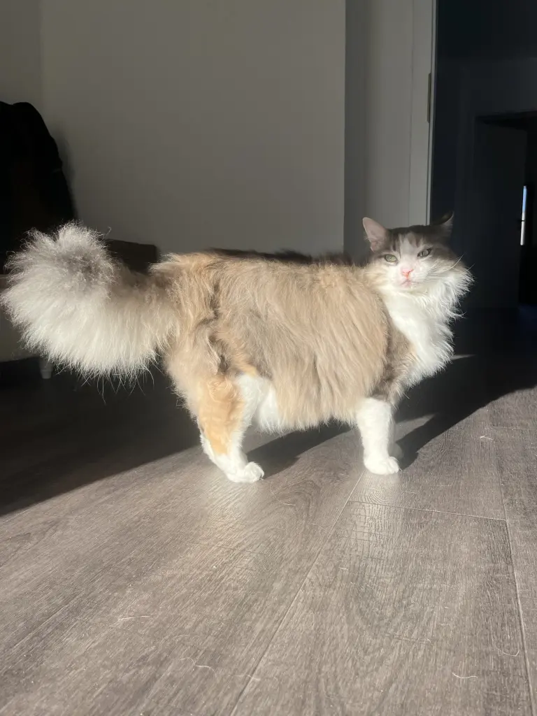 Was für eine schöne, große und flauschige Katze du bist