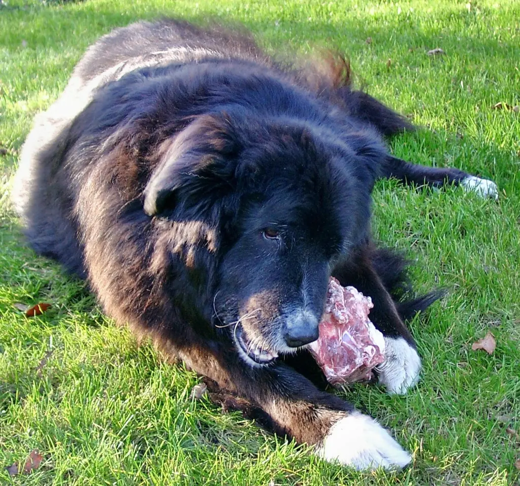 Andachtsbild von Jogi Lucilla Bärchen