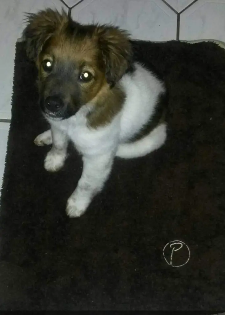 Condolence image of Frauchen