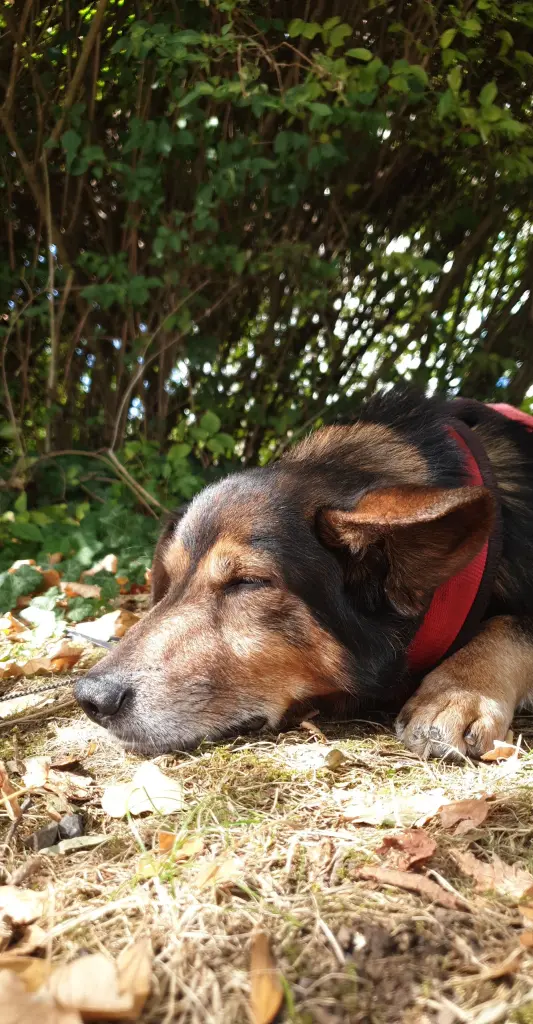 Condolence image of Simba