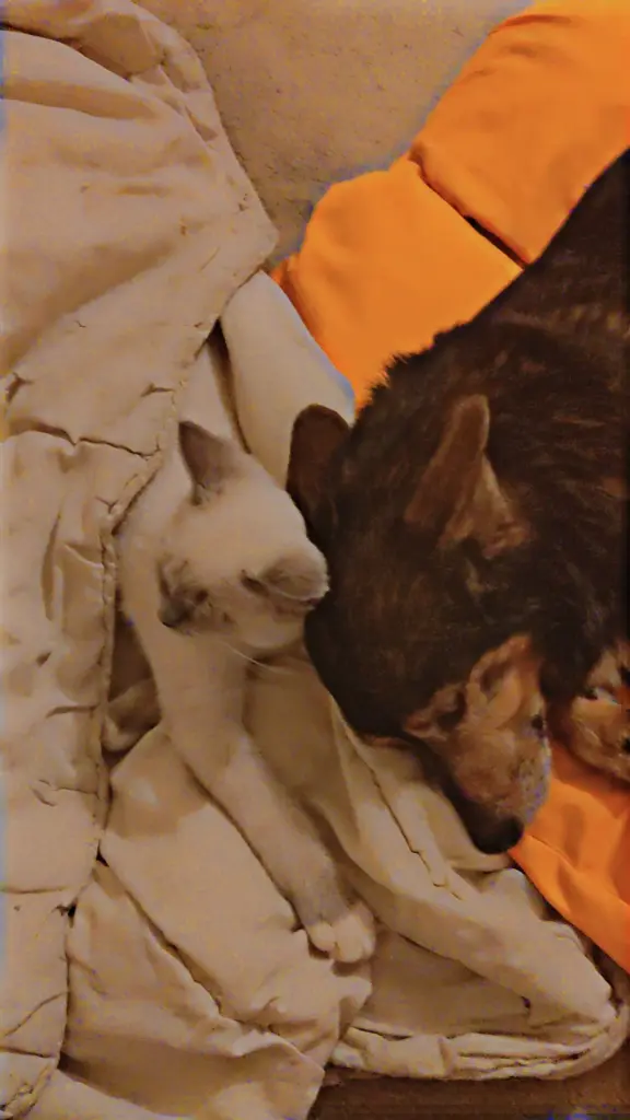 Condolence image of Simba Sweet, Dankeschön💯