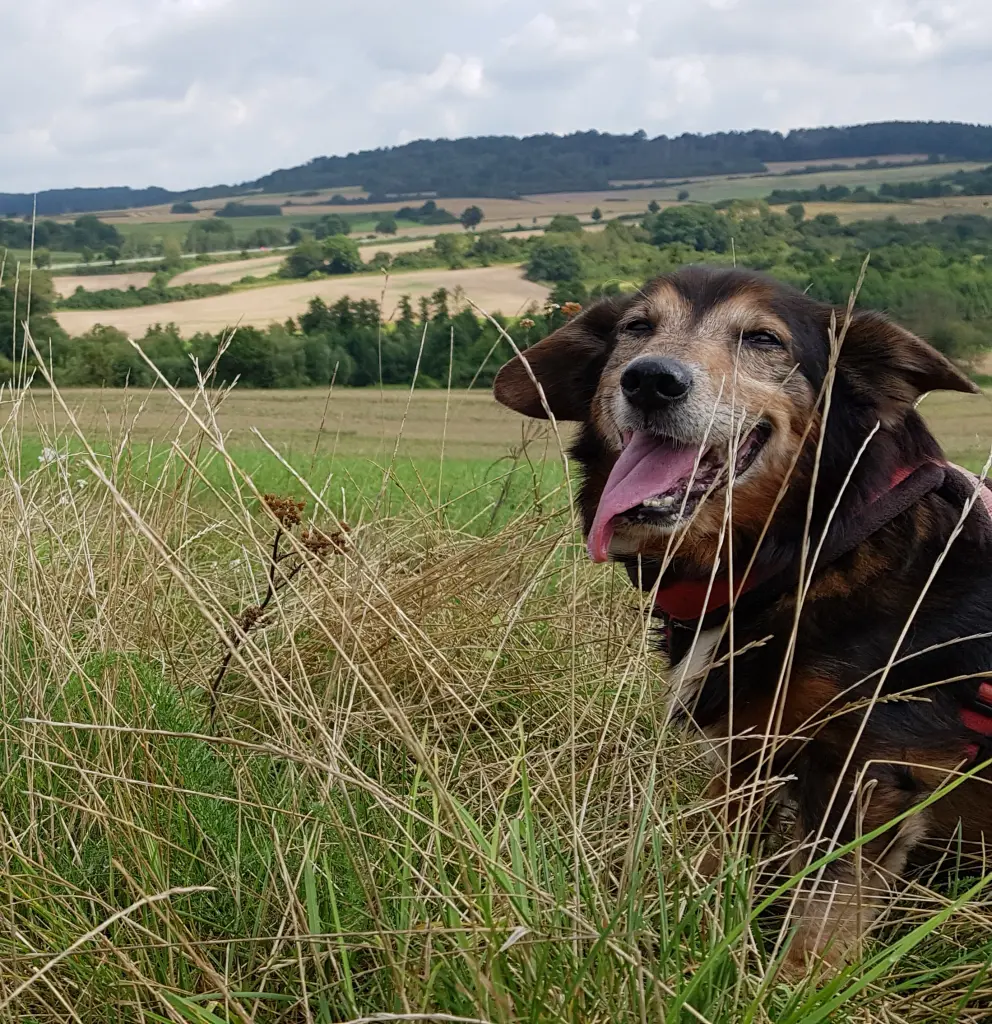 🐕♥️