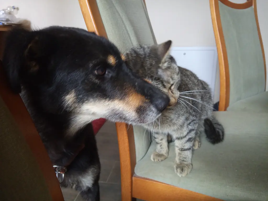 Tara mit ihrer Jaunie