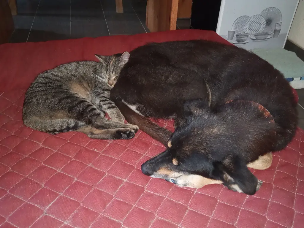 Mit Jaunie waren die Träume am süßesten.