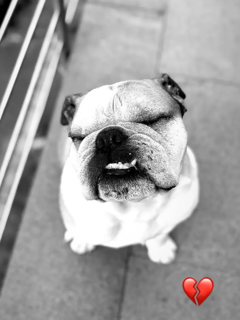 Image from Pumba