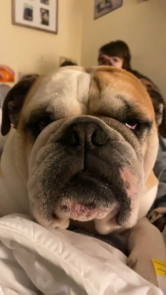 Image from Pumba