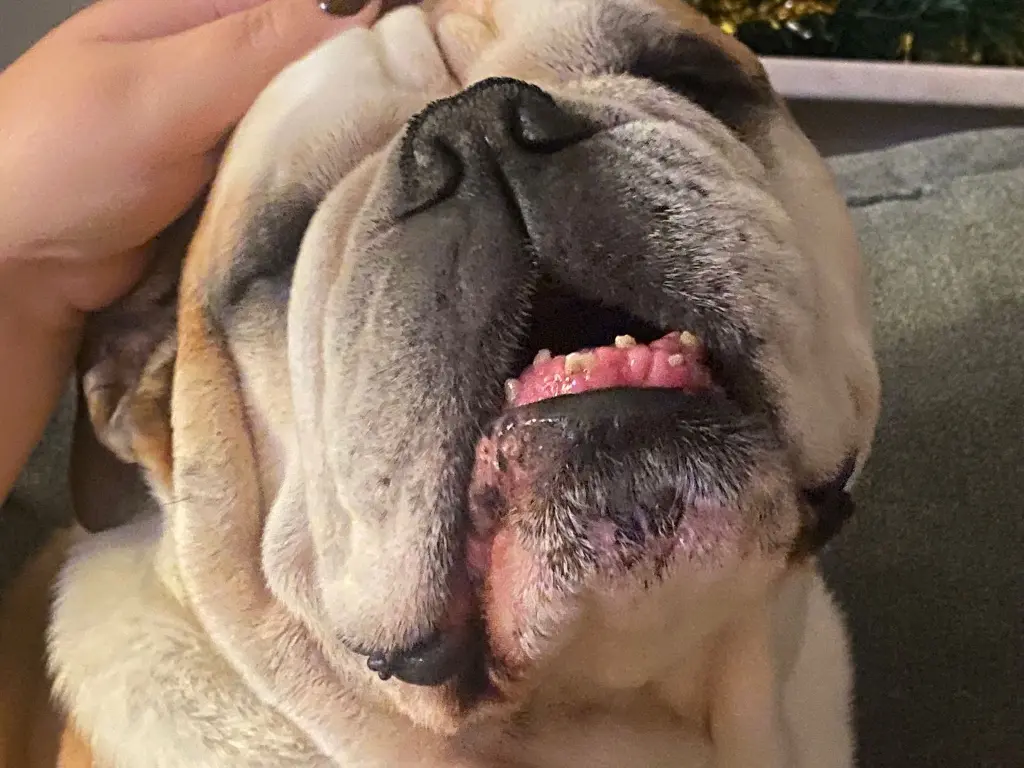 Image from Pumba