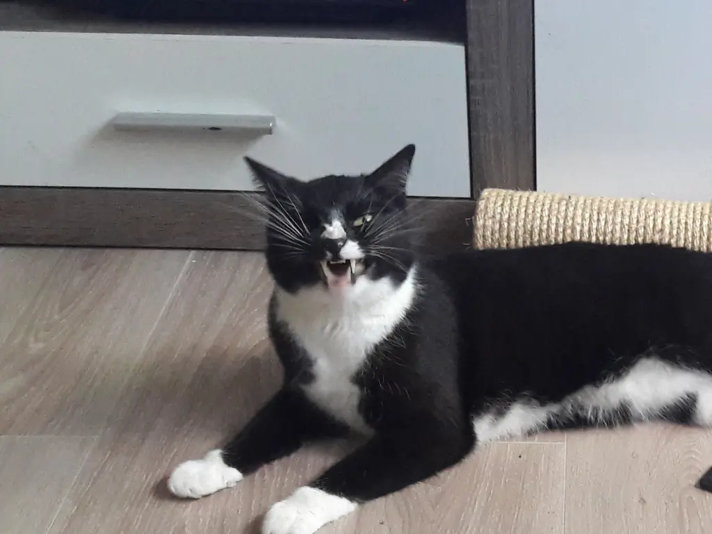 Max-Wildcats
Charakter