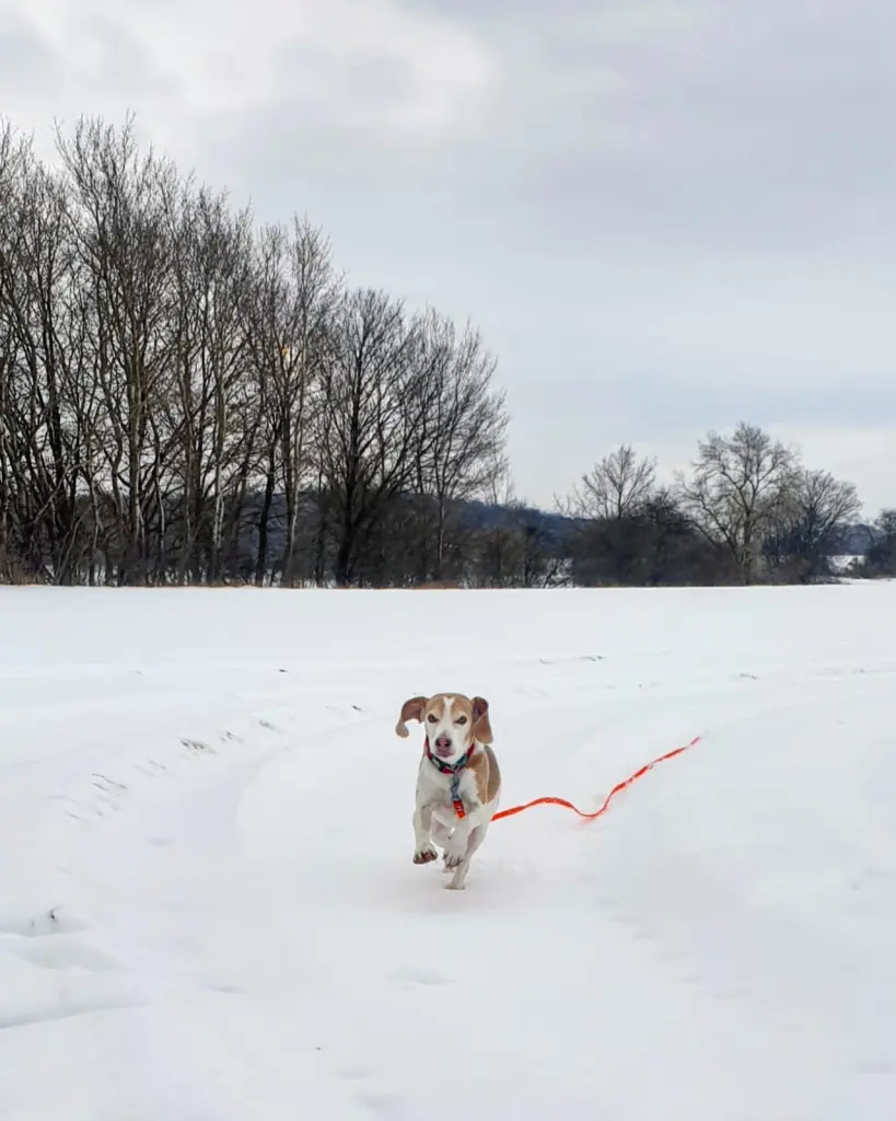Ausgelassen im Schnee