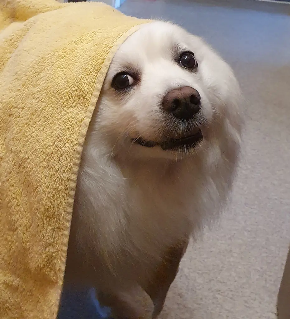 Andachtsbild von Chris