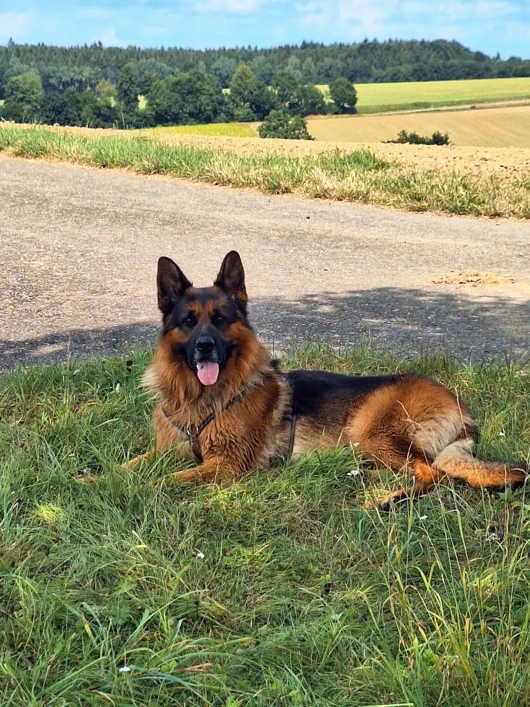 Andachtsbild von Bernhard