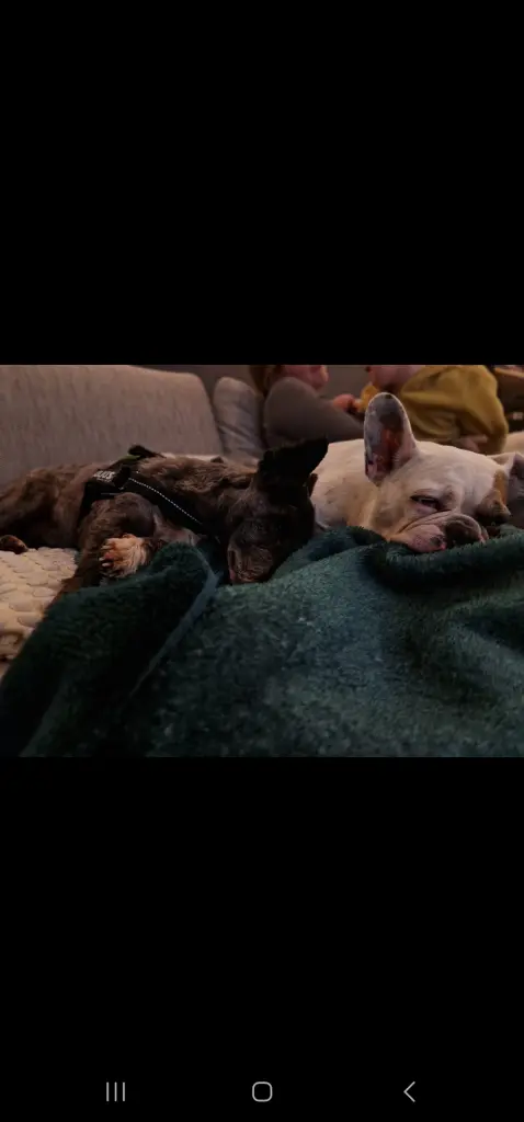 Andachtsbild von Schani K.