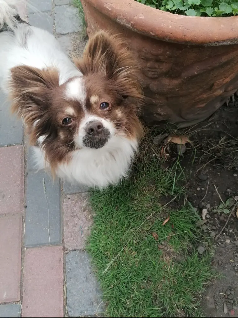 Andachtsbild von Michaela