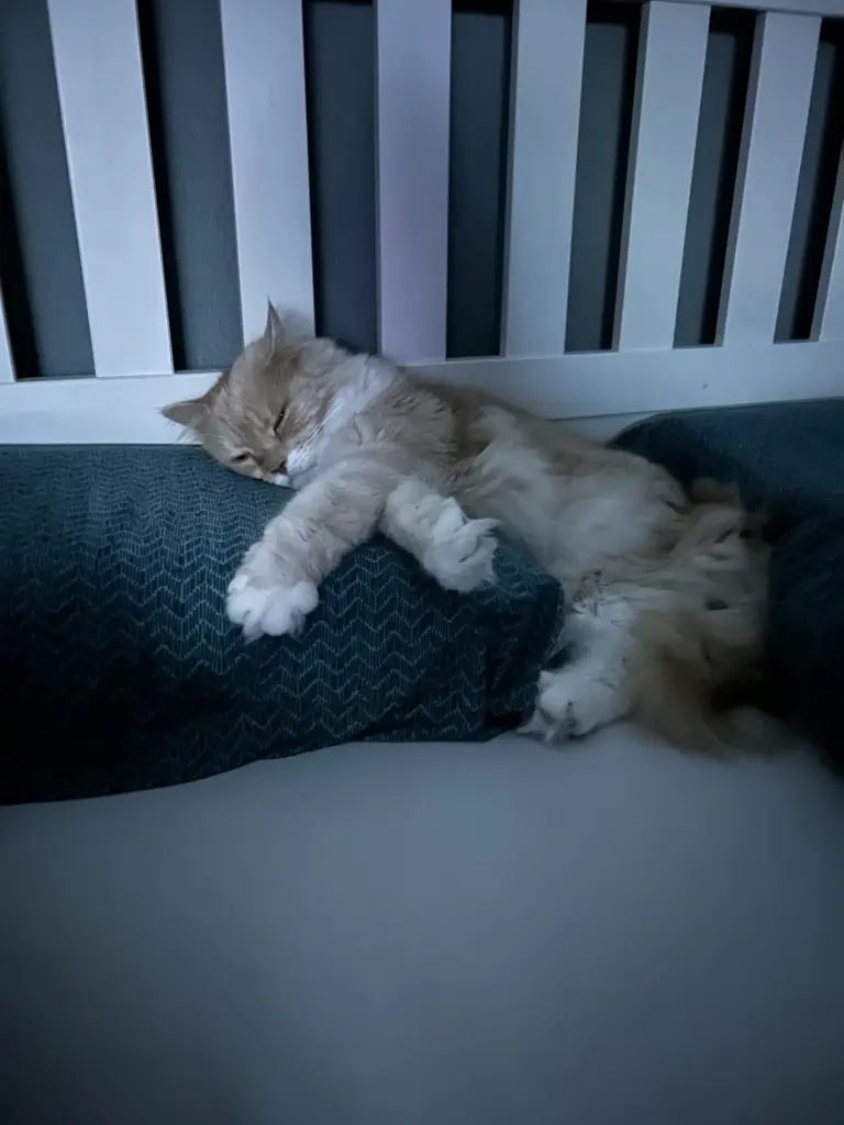 Condolence image of Zazu