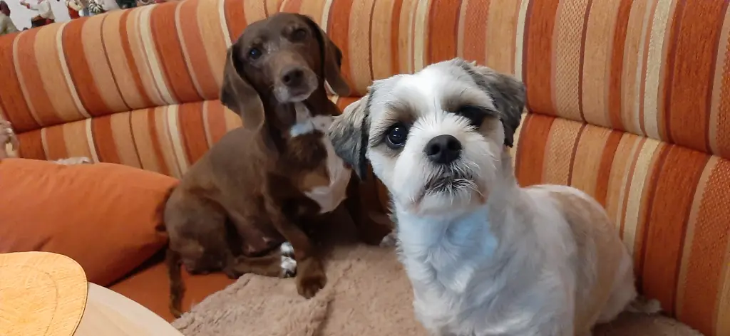 Mein bester Freund Milow