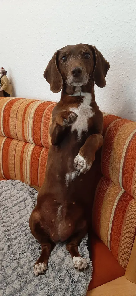 So bringe ich mein Frauchen immer zum Lachen!!!