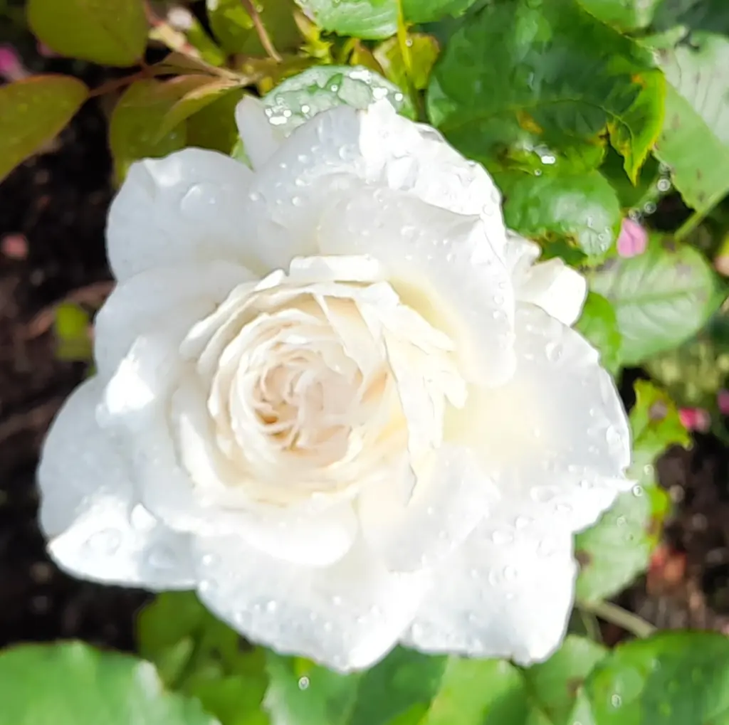 Andachtsbild von Annette mit Ernie