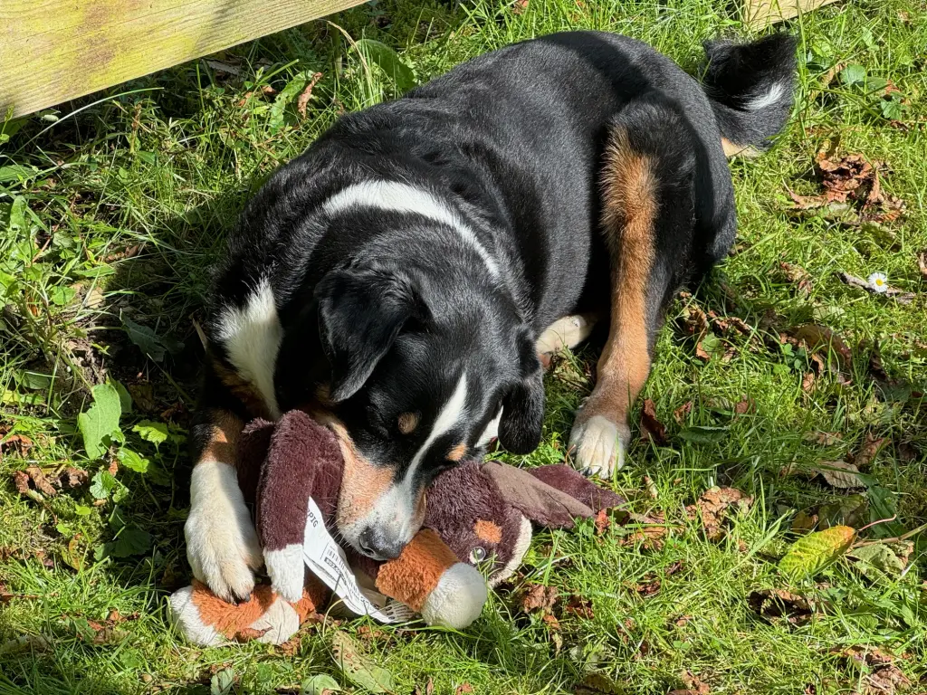 Du und dein geliebtes Püppi!