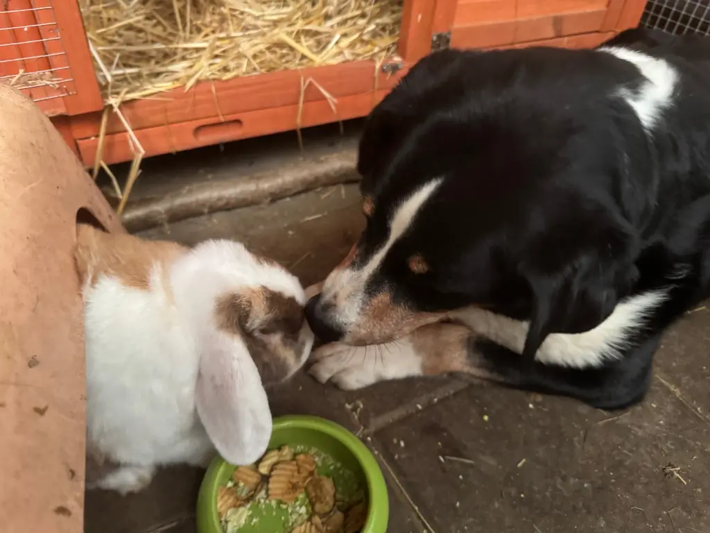 Du warst einfach der liebste Hund überhaupt!