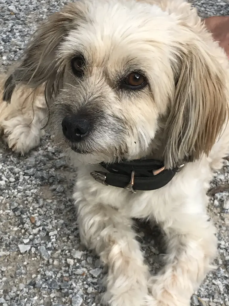 Andachtsbild von Mama Von Mimita ( Sonja Kosowski) Mama Mimita ( Sonja Kosowski)