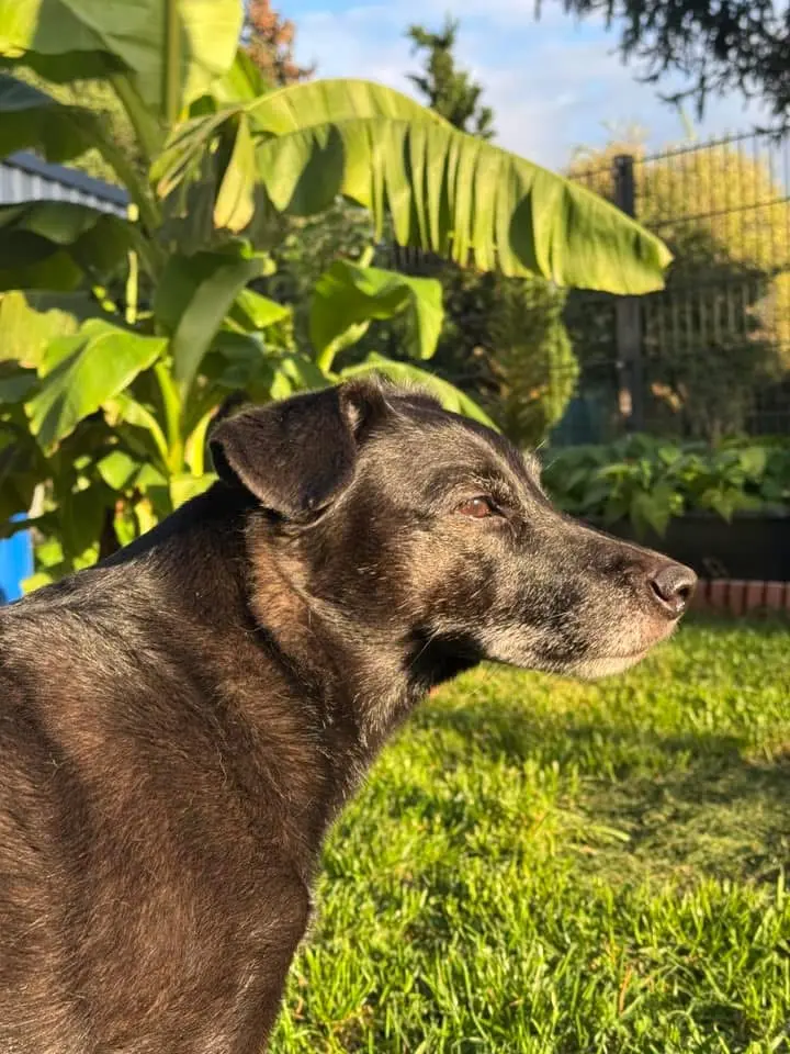 Die Sonne hast du geliebt.