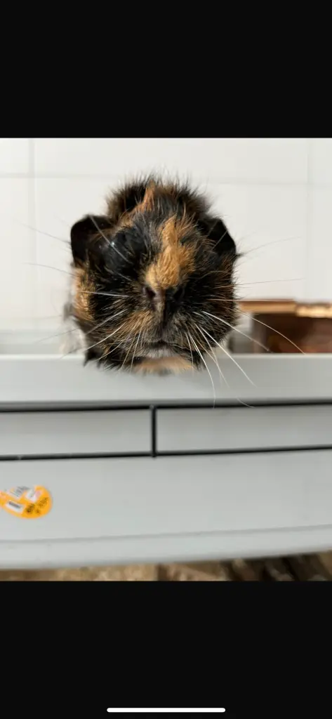 Andachtsbild von Alex