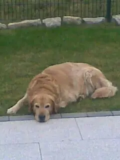 Condolence image of Micha mit Cäsar im Herzen