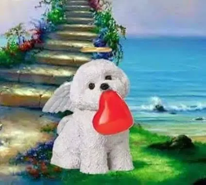 Condolence image of Klaudia mit Misiu❤❤❤