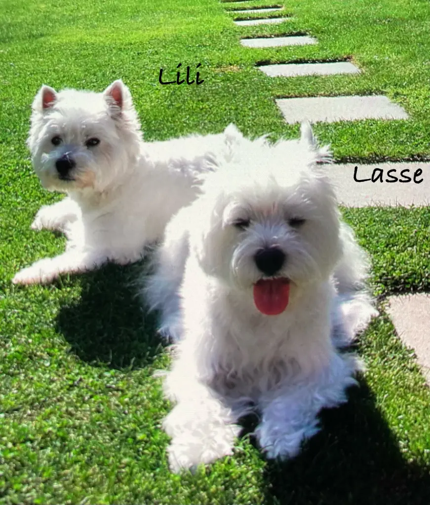 Andachtsbild von Lili&Lasse