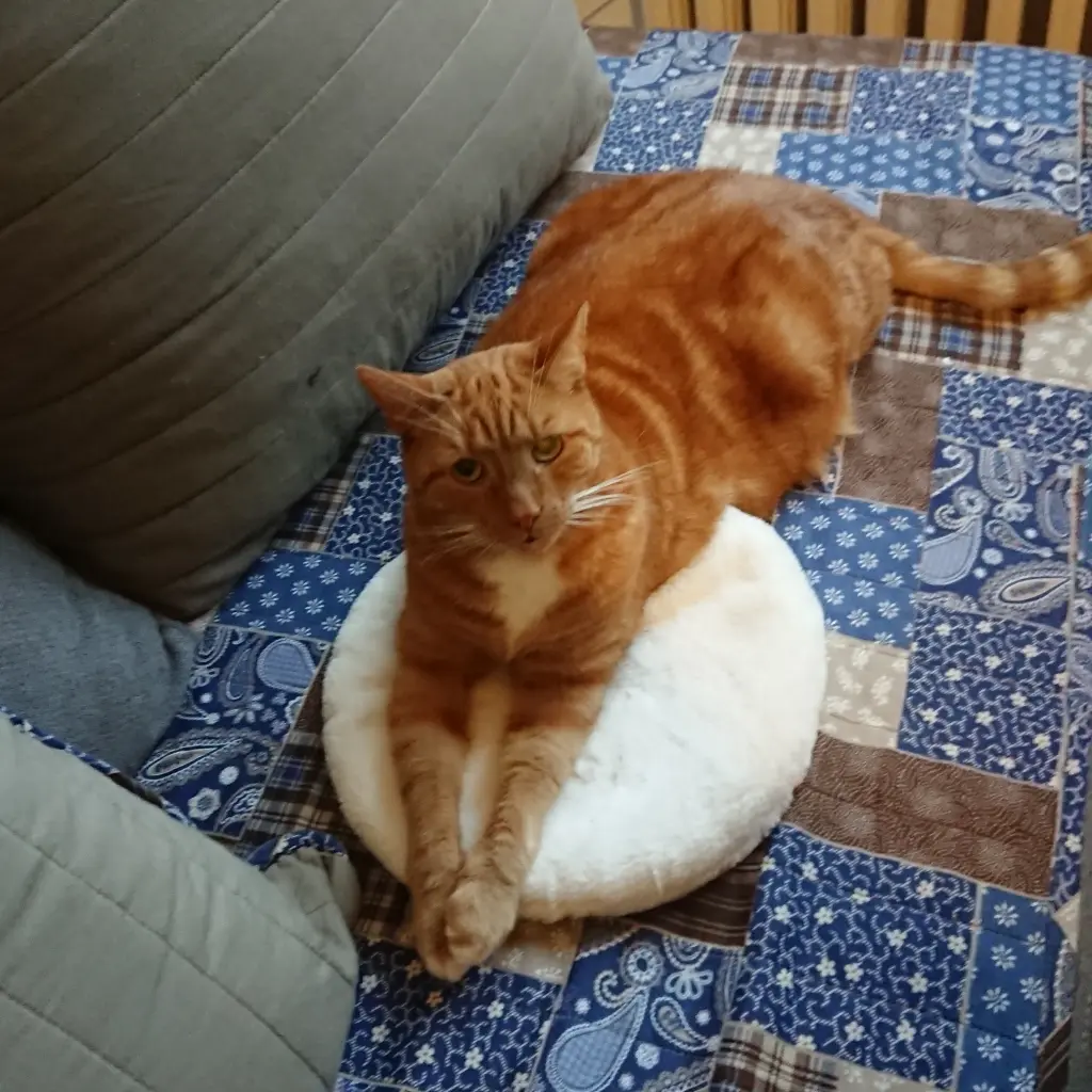 Image from Nyanko Sensei