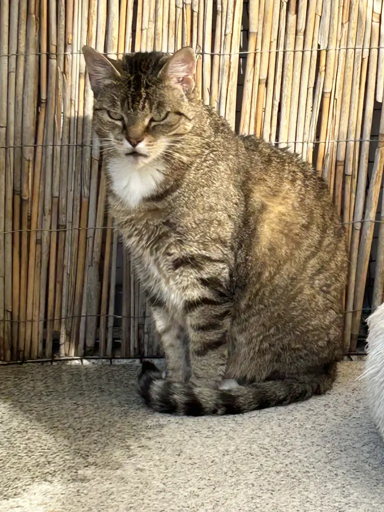 Andachtsbild von Iris