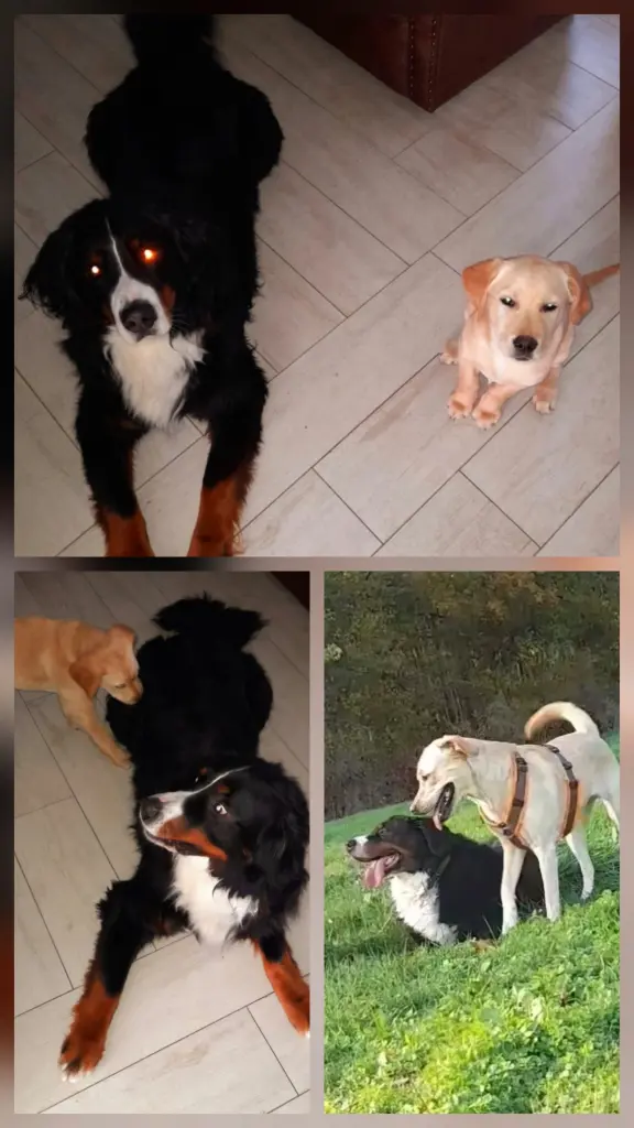 Andachtsbild von Nadine mit Louis & Sunny