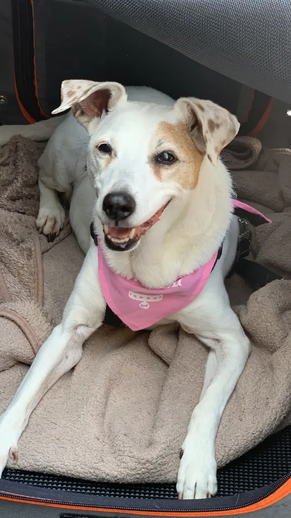 Condolence image of Jazzy