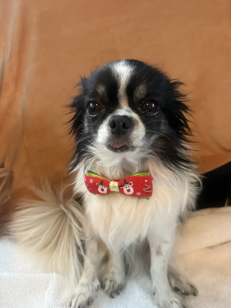 Andachtsbild von justine hermansa