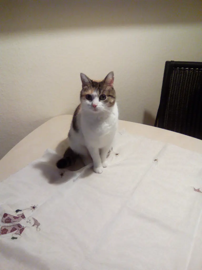 Image from Puppi