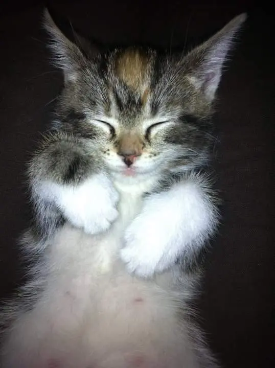 Andachtsbild von Jacqueline