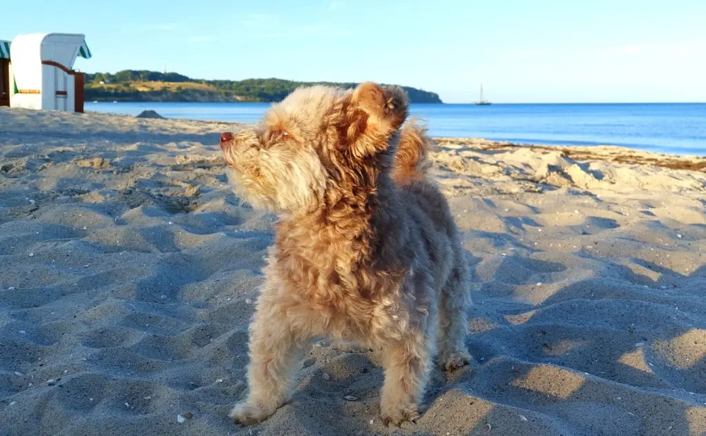 Andachtsbild von Matthias