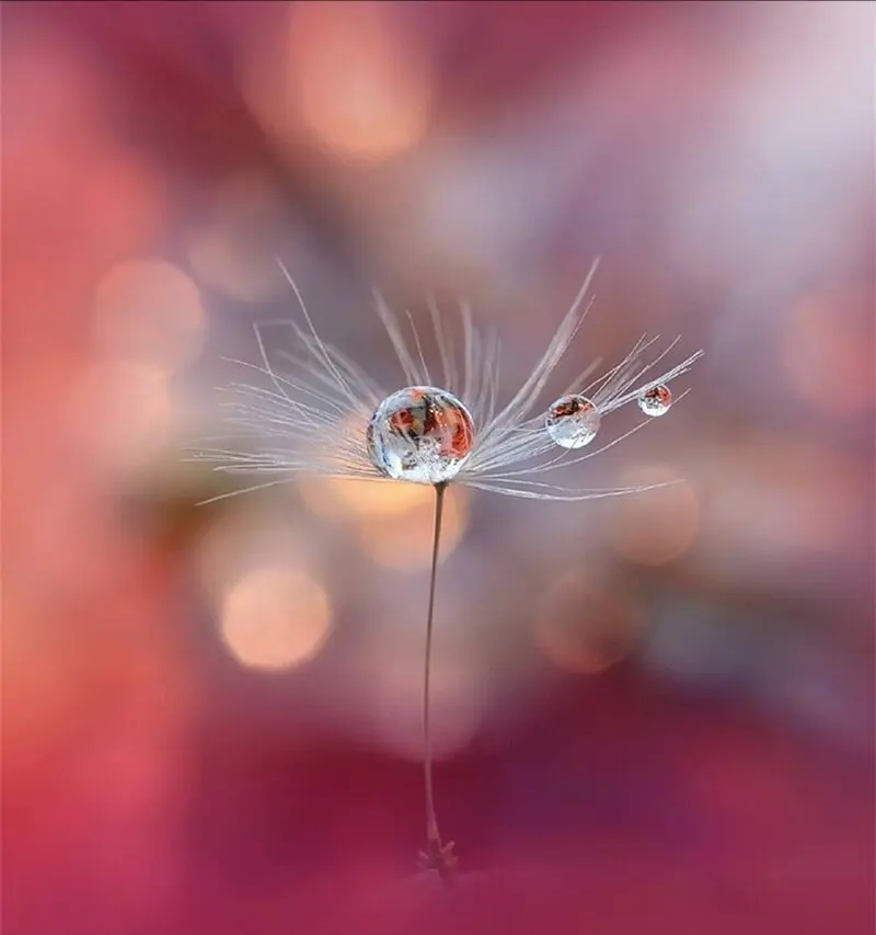 Andachtsbild von Rosen für Metcho ❤️