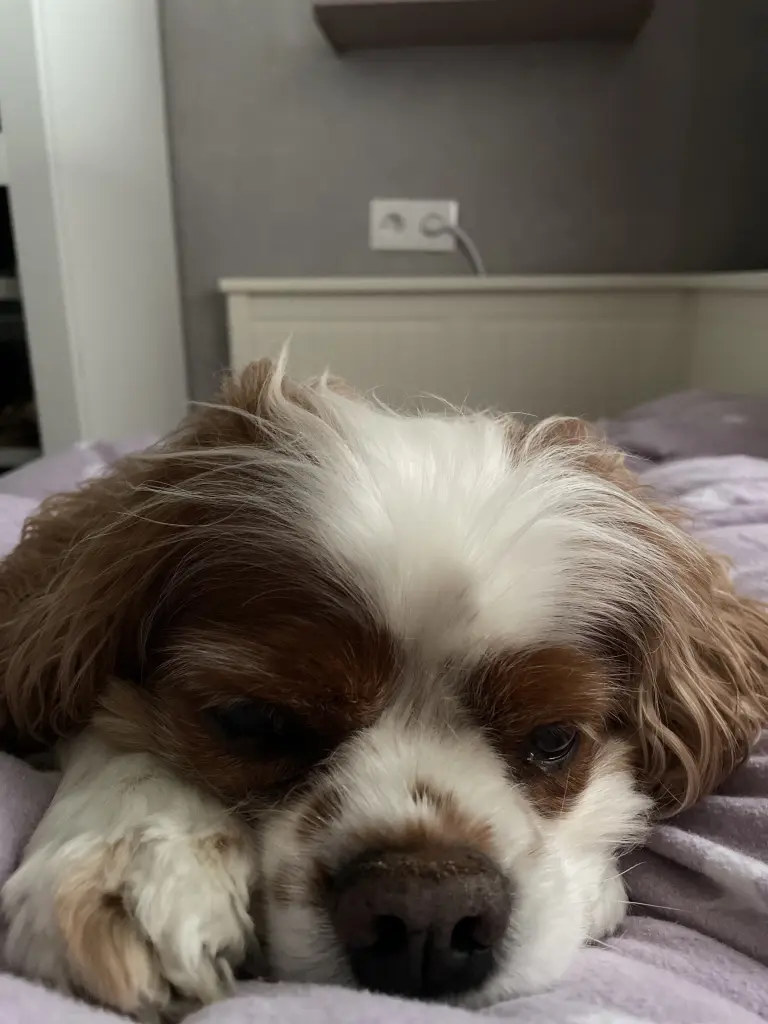 Andachtsbild von Daniela