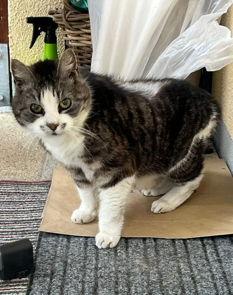 Image from Stiefelchen