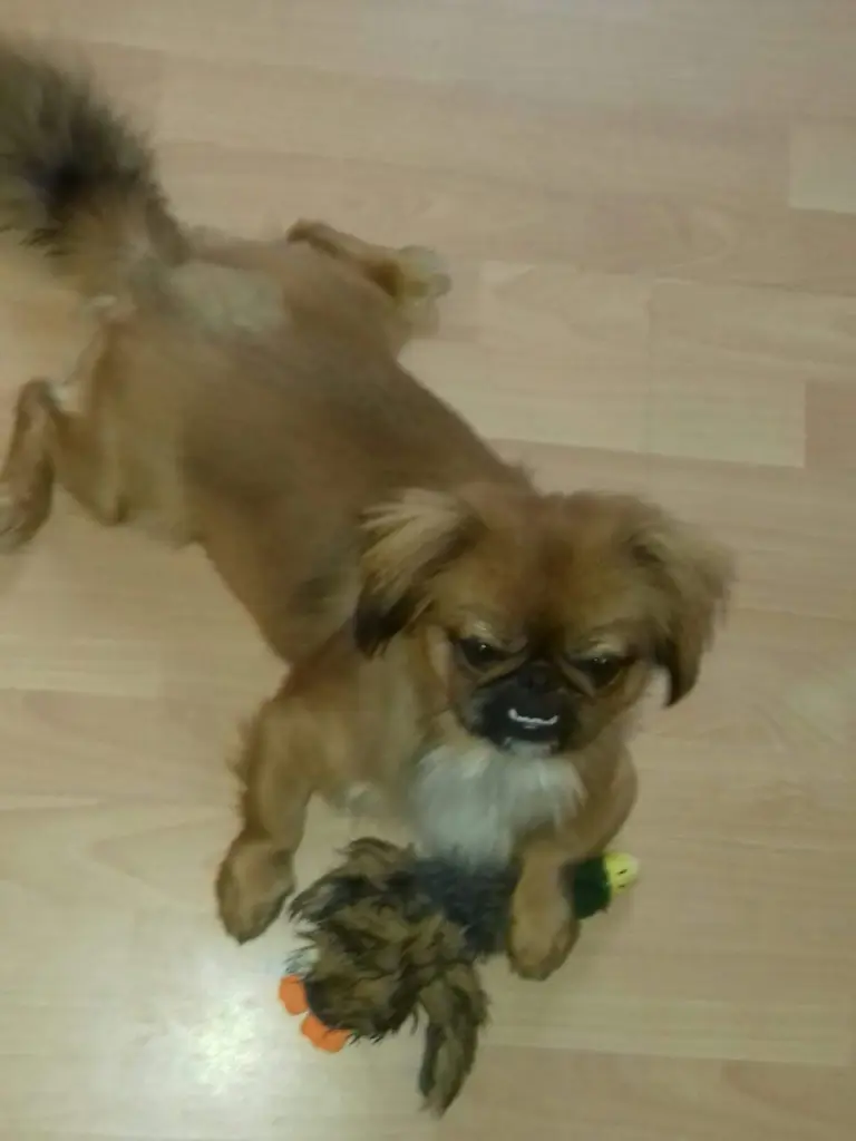 Mein Lieblingsspielzeug