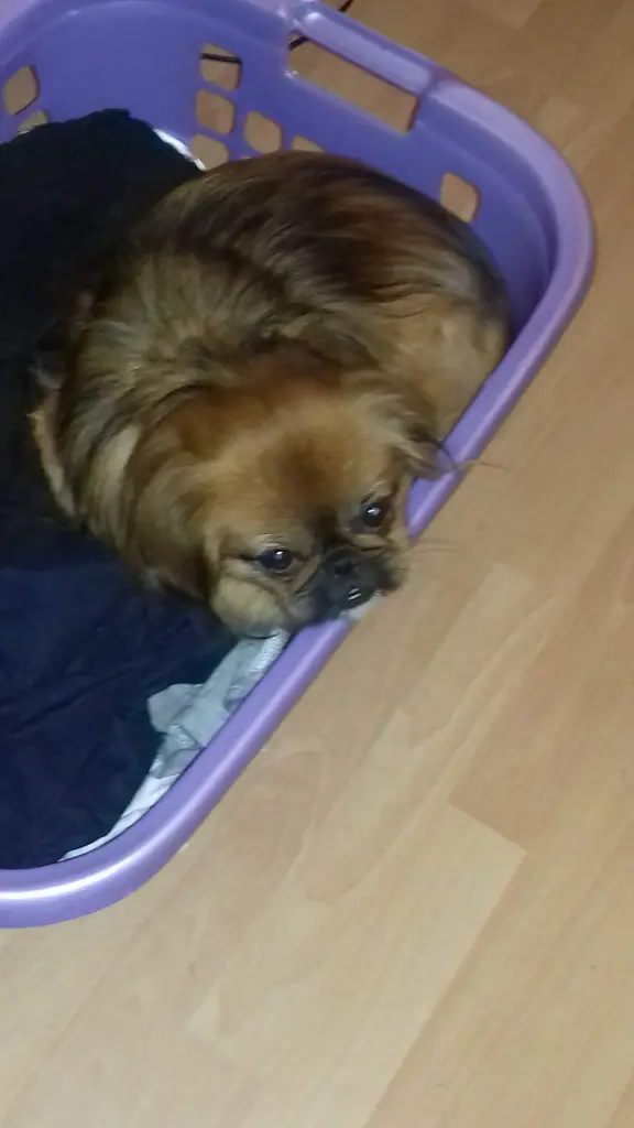 In frischer Wäsche zu liegen ist das beste