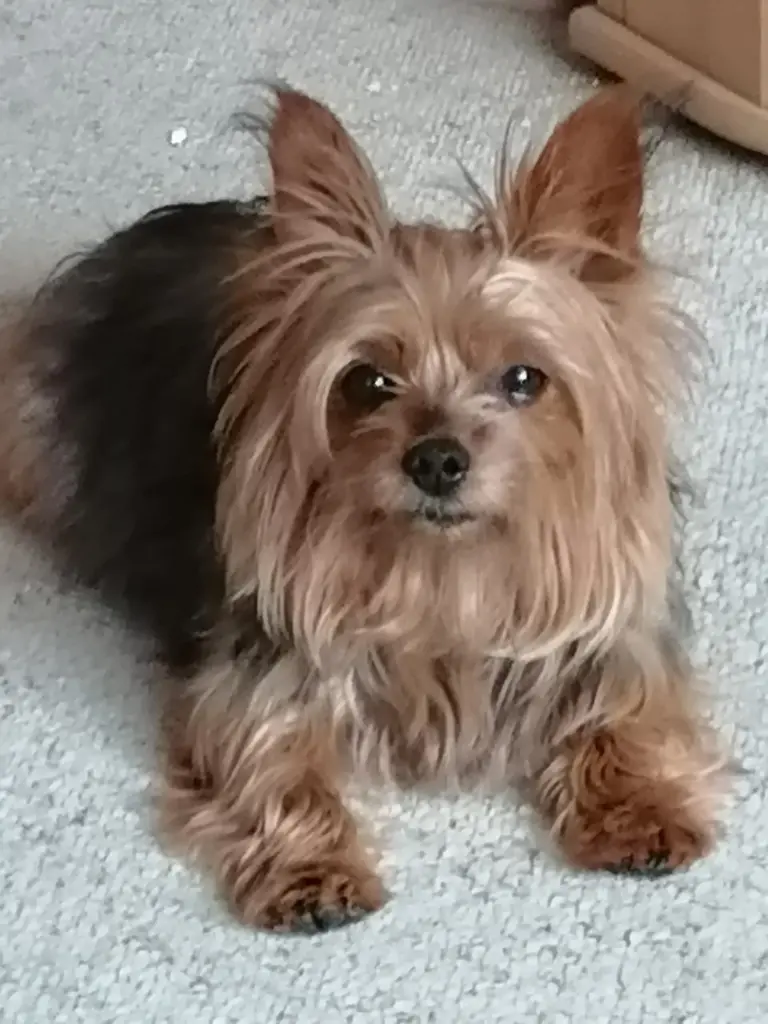 Andachtsbild von Marion Dentz