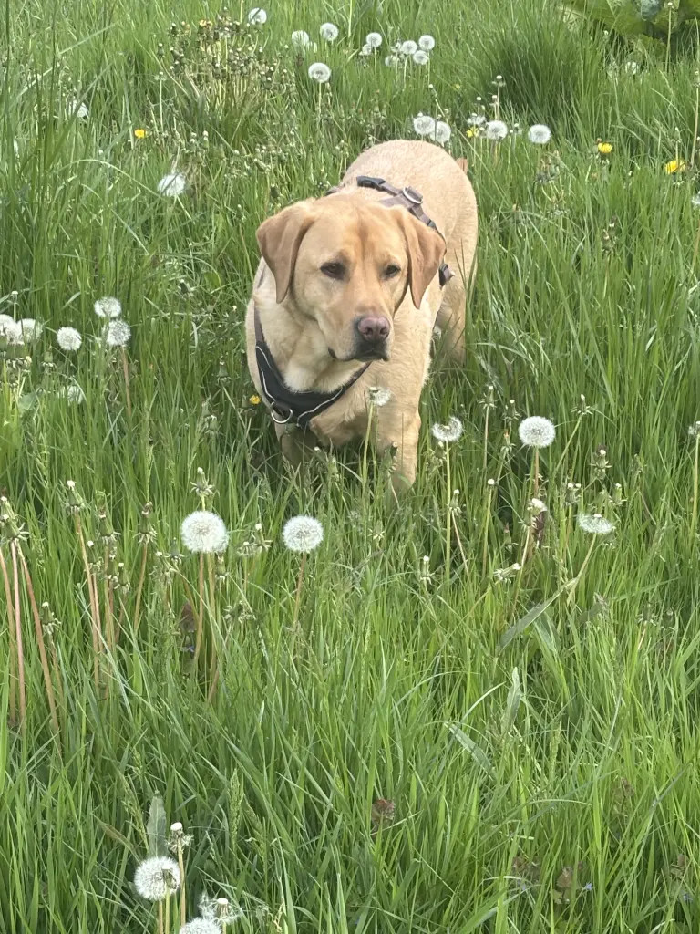 Andachtsbild von Andrea Below