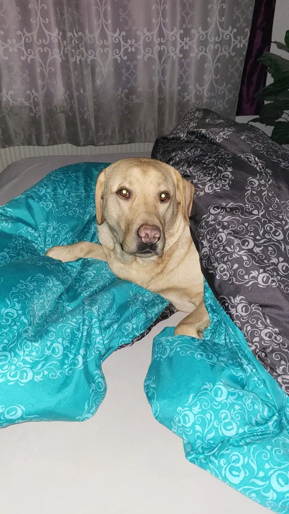 In meinem Bett ❤️🐾🍀