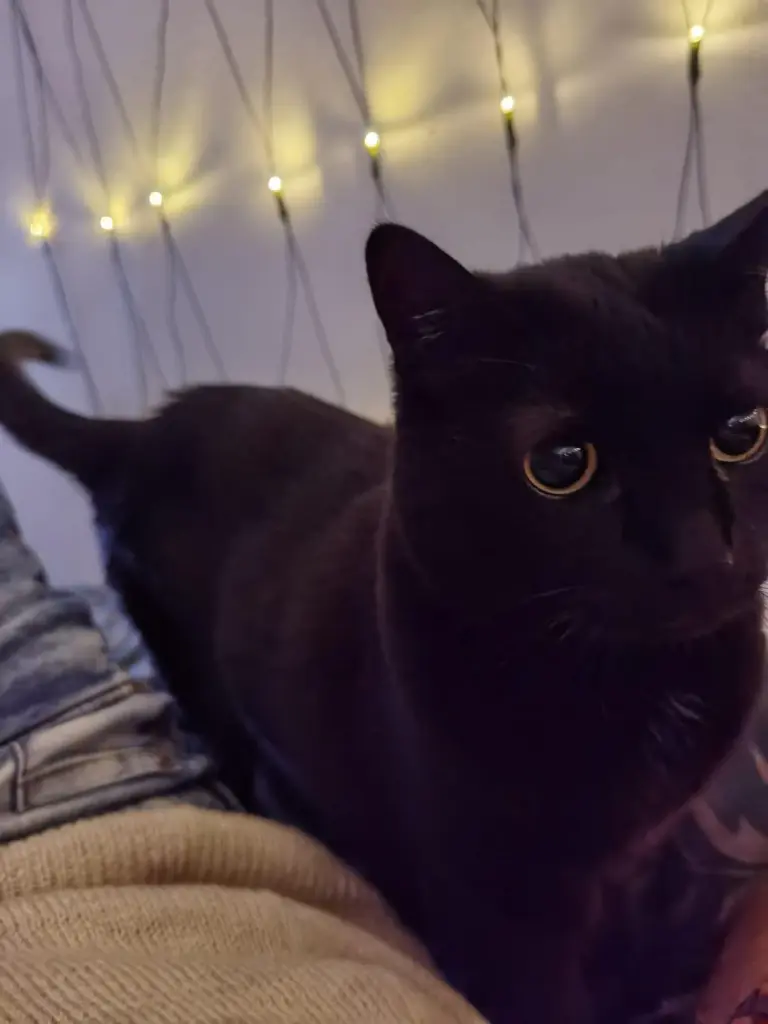 Bild von Mausi (Paige)