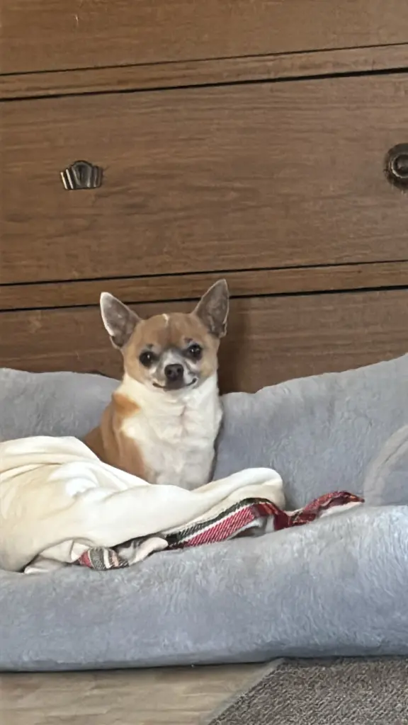 Andachtsbild von Vivien