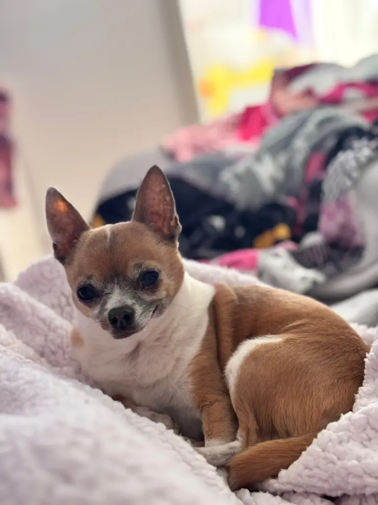 Andachtsbild von Vivien