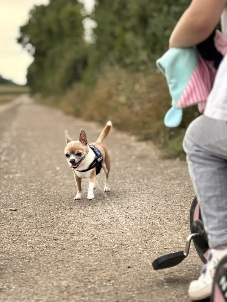 Andachtsbild von Vivien